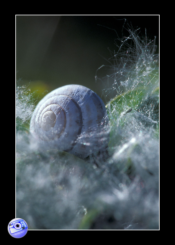 (c) Mair Photographie