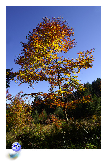 Monument vgtal, hymne  la couleur ... (C) Mair Photographie