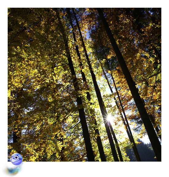 Monument vgtal, hymne  la couleur ... (C) Mair Photographie