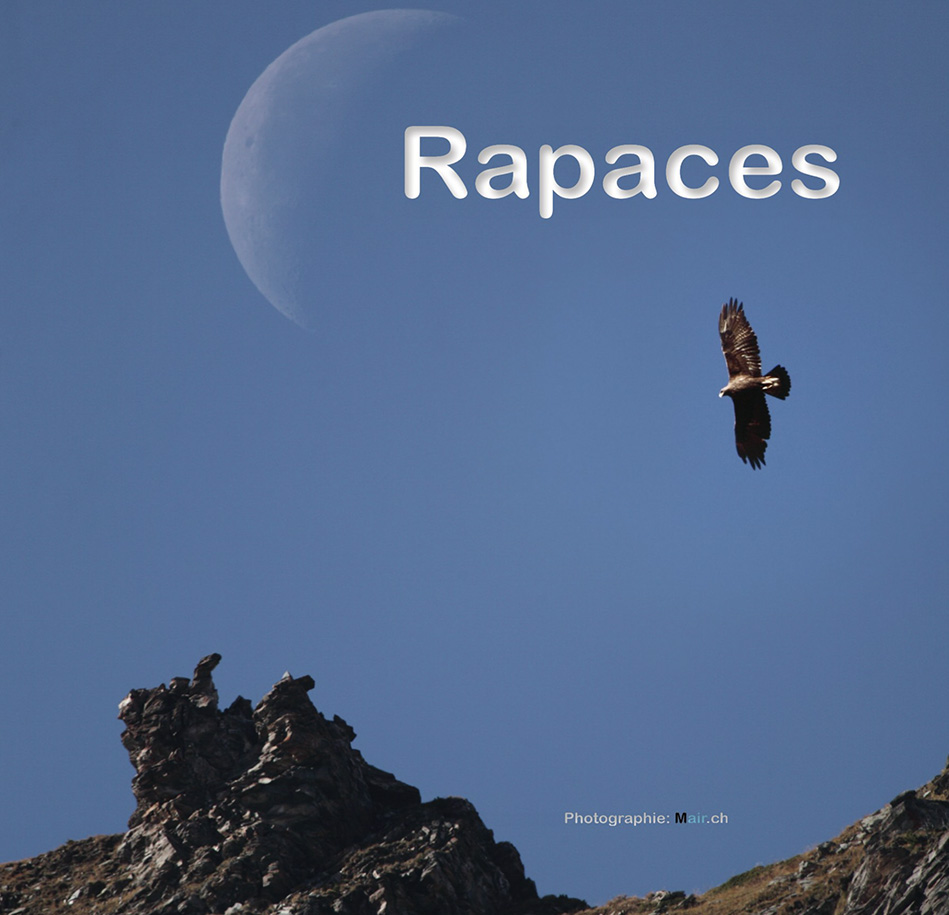 Faucons et aigles en terre fribourgeoise (pas consultable)