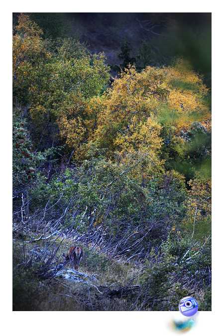 Une biche se repat dans un dcors de rve
