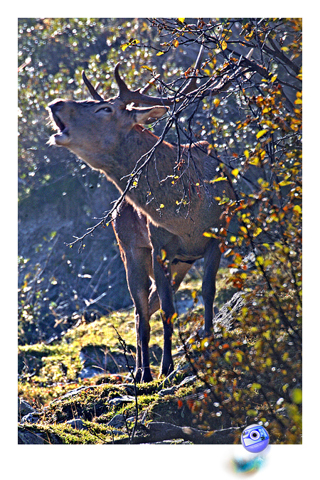 Le brame  (C) Mair Photographie