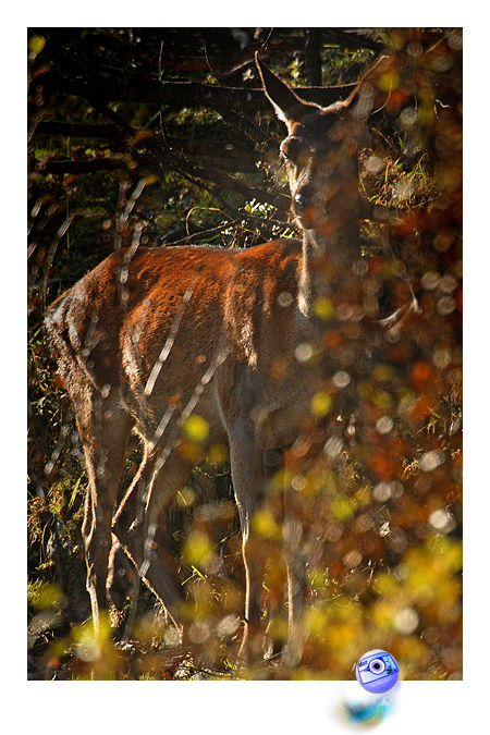 Une biche cache dans les vernes  (C) Mair Photographie