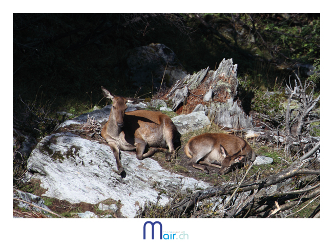  (C) Mair photographie