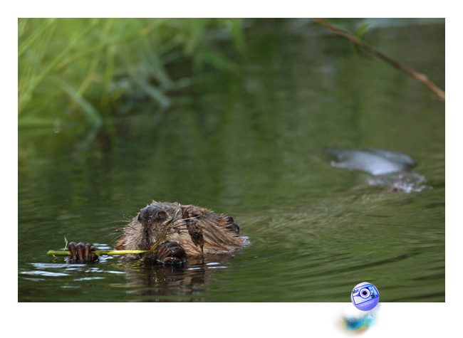 (C) Mair photographie
