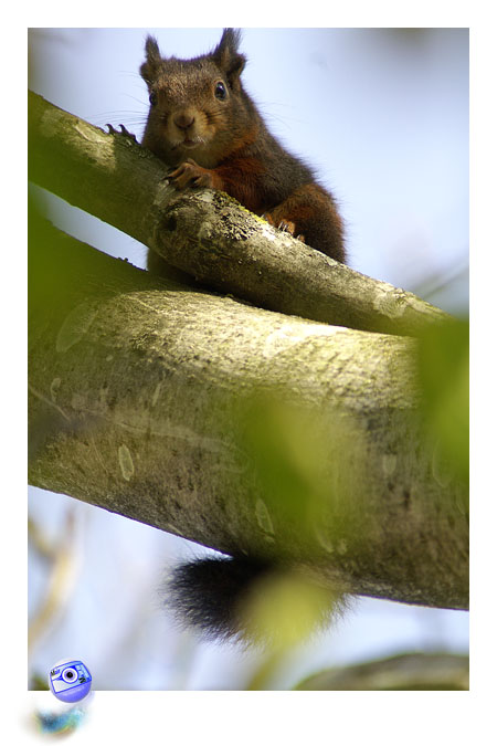 L'cureuil fait ses rserves d'hiver ... (C) Mair Photographie