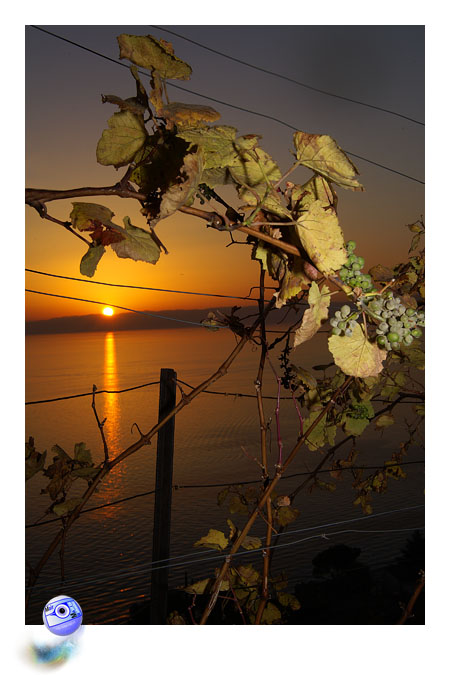 Coucher de soleil sur les vignes du Lavaux ... (C) Mair Photographie