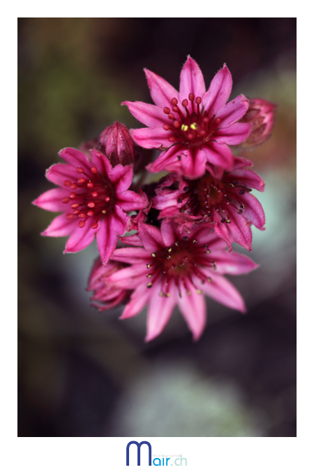 Lorsque le sentier sort des forts, place aux fleurs ...(C) Mair Photographie