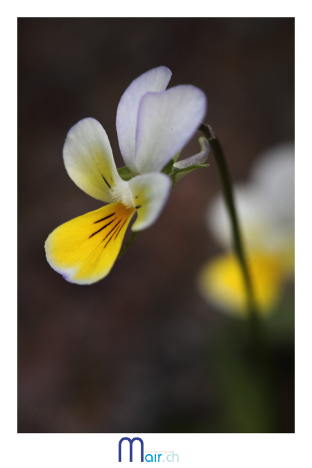 Minuscule et tapie sous les pieds du promeneur ...(C) Mair Photographie