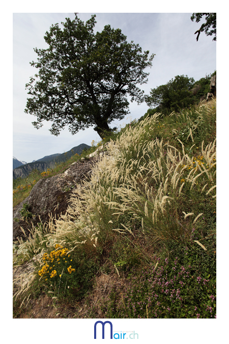 Prairie maigre succdant aux forts ...(C) Mair Photographie