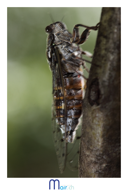 Sonoris par la compagnie des cigales ...(C) Mair Photographie