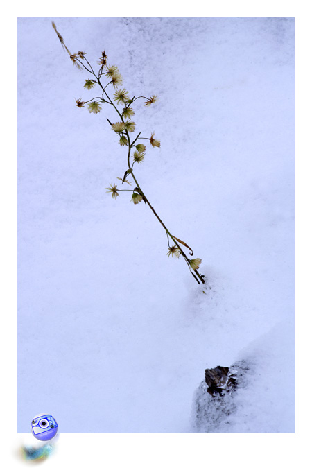  Vgtal momifi par l'hiver... (C) Mair Photographie