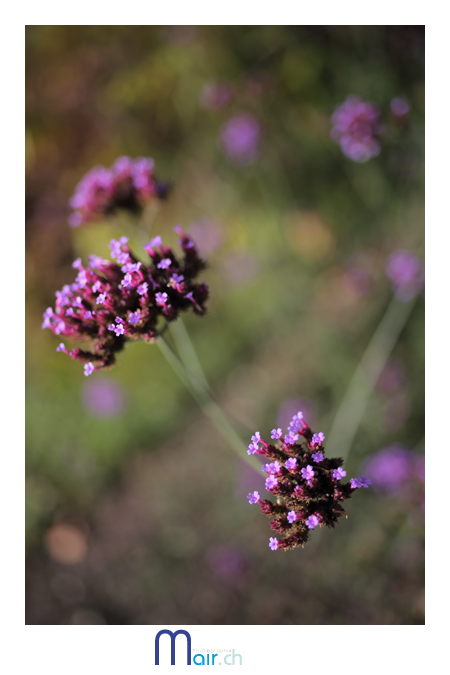 Quelques floraisons tardives  (C) Mair Photographie