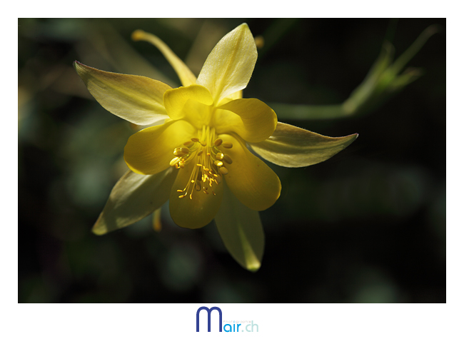  (C) Mair photographie