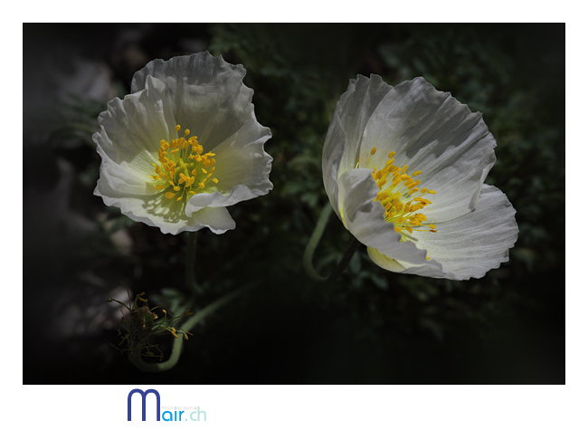  (C) Mair photographie