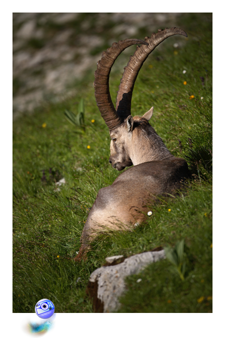 Paresse aux lueurs de l'aube  (C) Mair Photographie