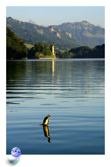 Un trange animal fig perce la frontire entre l'air et l'eau ... (C) Mair Photographie