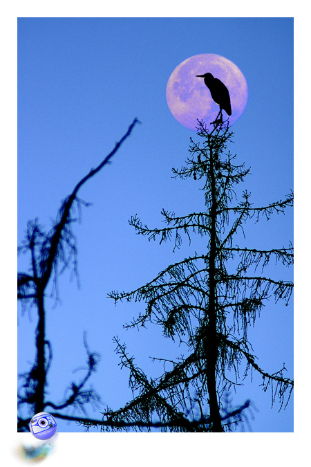Le hron cendr prend ses quartiers de nuit ... (C) Mair Photographie