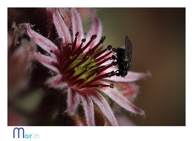 SchynigePlatte, Jardin alpin, (Suisse), t 2013; Mair Photographie, Maurice Robadey, photographe, Fribourg, Suisse.