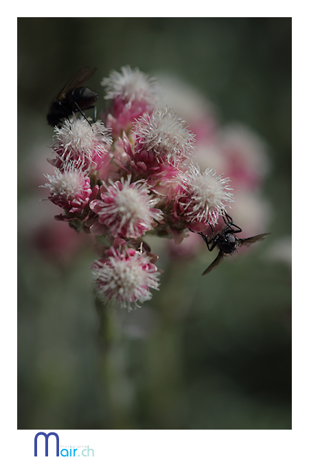 SchynigePlatte, Jardin alpin, (Suisse), t 2013; Mair Photographie, Maurice Robadey, photographe, Fribourg, Suisse.