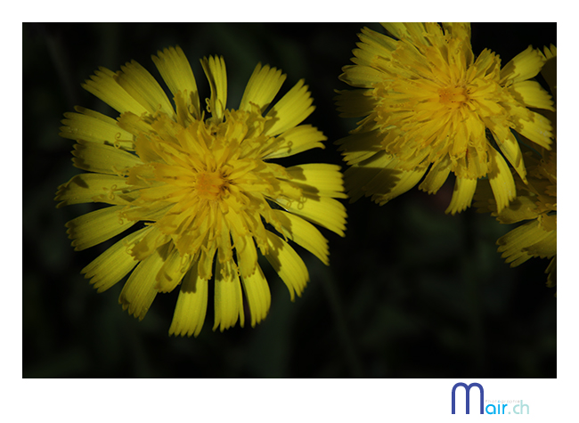 SchynigePlatte, Jardin alpin, (Suisse), t 2013; Mair Photographie, Maurice Robadey, photographe, Fribourg, Suisse.