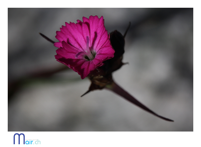 SchynigePlatte, Jardin alpin, (Suisse), t 2013; Mair Photographie, Maurice Robadey, photographe, Fribourg, Suisse.