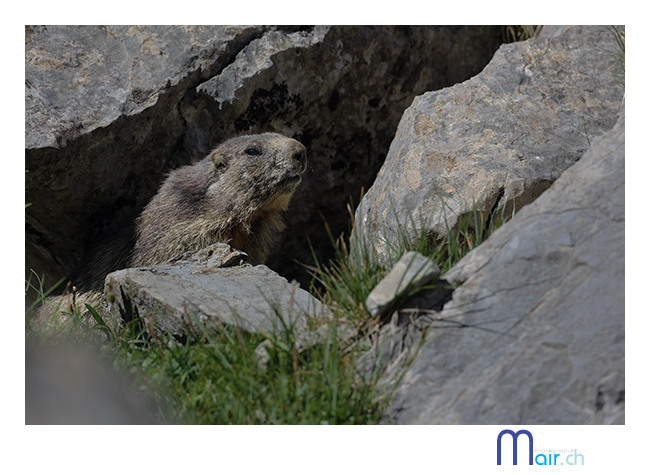 SchynigePlatte, Jardin alpin, (Suisse), t 2013; Mair Photographie, Maurice Robadey, photographe, Fribourg, Suisse.