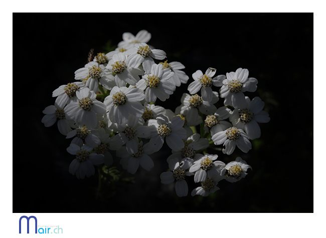 SchynigePlatte, Jardin alpin, (Suisse), t 2013; Mair Photographie, Maurice Robadey, photographe, Fribourg, Suisse.