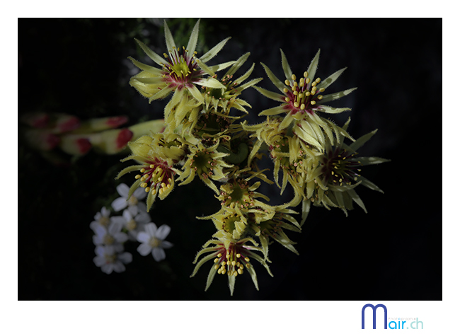 SchynigePlatte, Jardin alpin, (Suisse), t 2013; Mair Photographie, Maurice Robadey, photographe, Fribourg, Suisse.