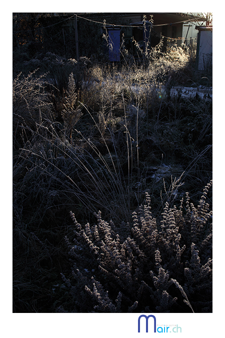 Terrain vague, Fribourg, (Suisse), t 2013; Mair Photographie, Maurice Robadey, photographe, Fribourg, Suisse.